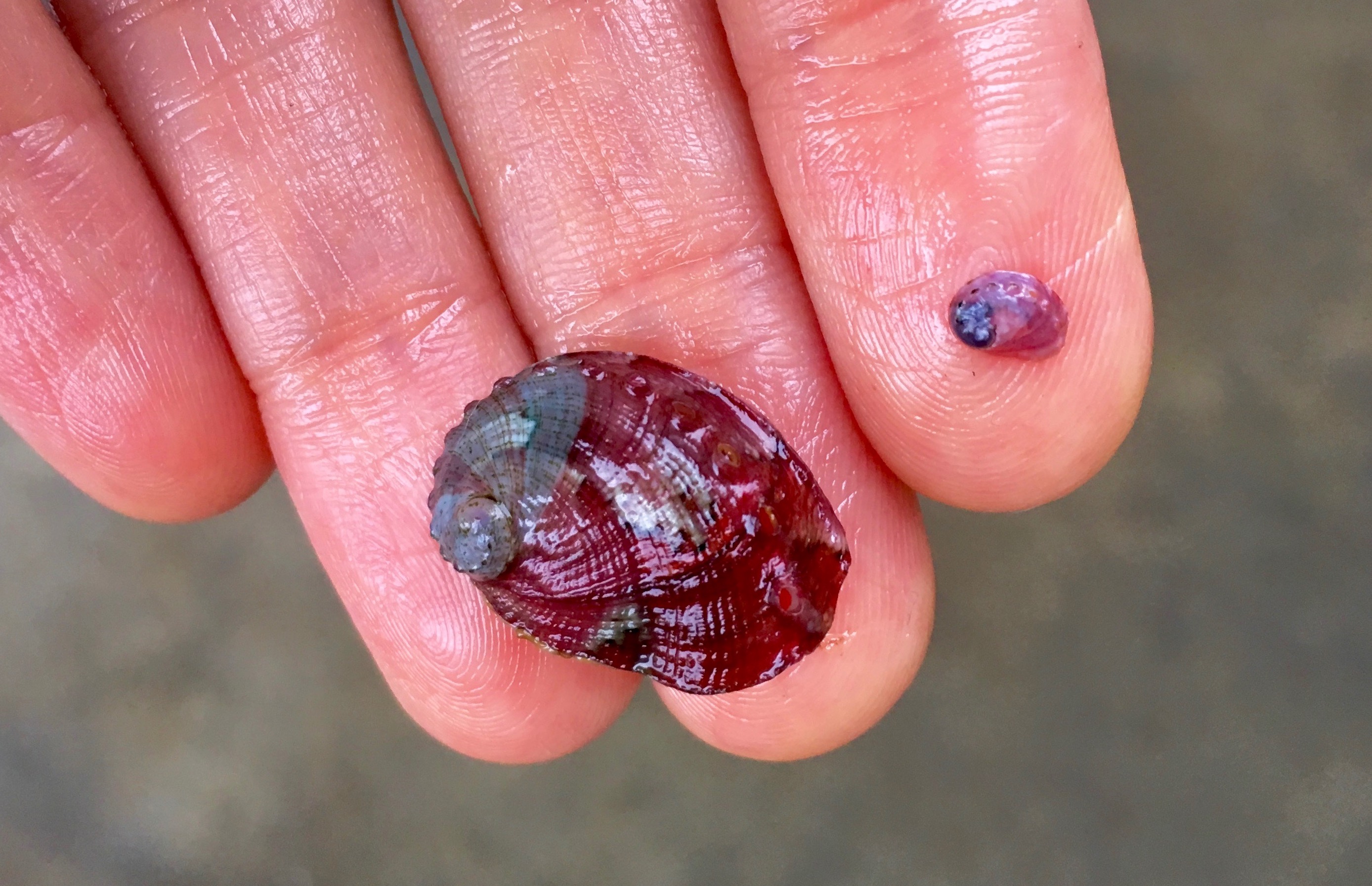 Bringing endangered abalone back from the brink California Sea Grant